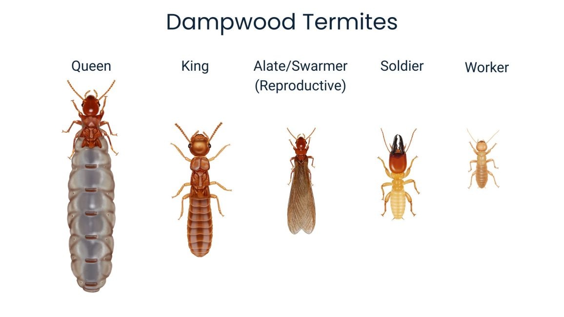 Different kind of termites